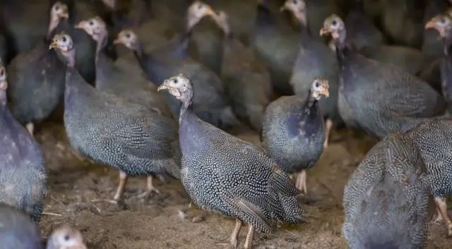 Guinea fowl: breeding and keeping at home