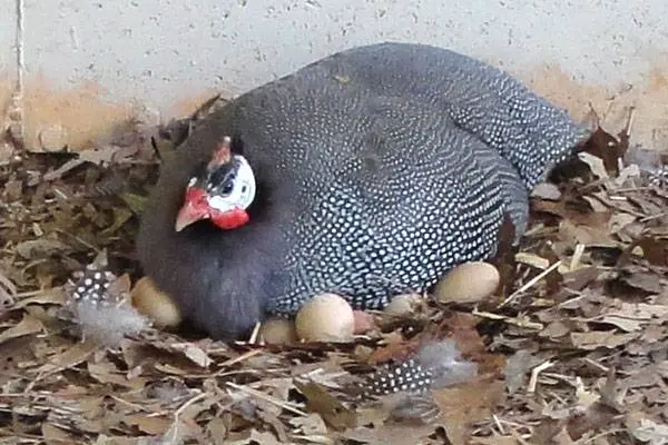 Guinea fowl: breeding and keeping at home