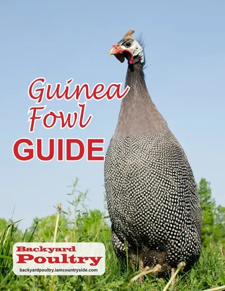 Guinea fowl: breeding and keeping at home