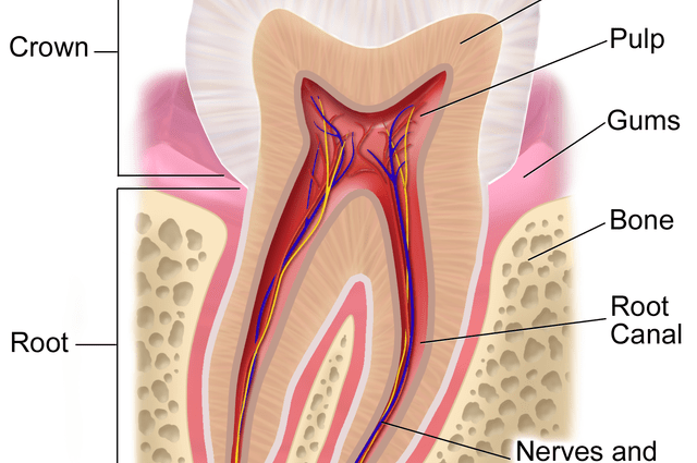 Gums &#8211; a measure of the health of the entire body