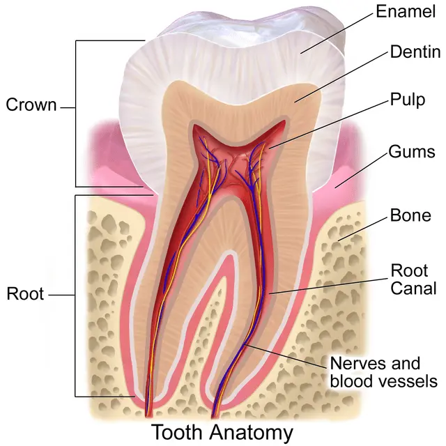 Gums &#8211; a measure of the health of the entire body