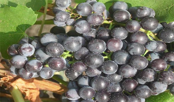 Gurzuf pink grapes - variety description with photo