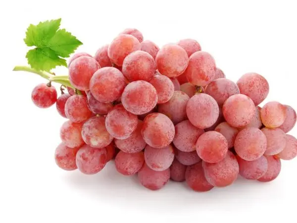 Gurzuf pink grapes &#8211; variety description with photo