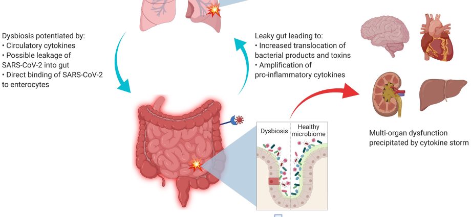 Gut bacteria can influence the course of COVID-19