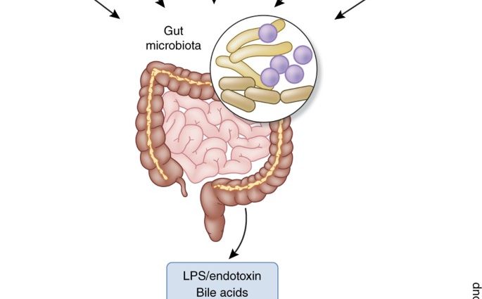 Gut microbiota &#8211; how do you know if it&#8217;s disturbed?