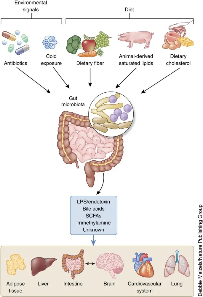 Gut microbiota &#8211; how do you know if it&#8217;s disturbed?