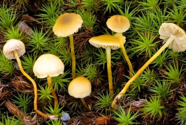 Gyfoloma moss (False foam moss): photo and description