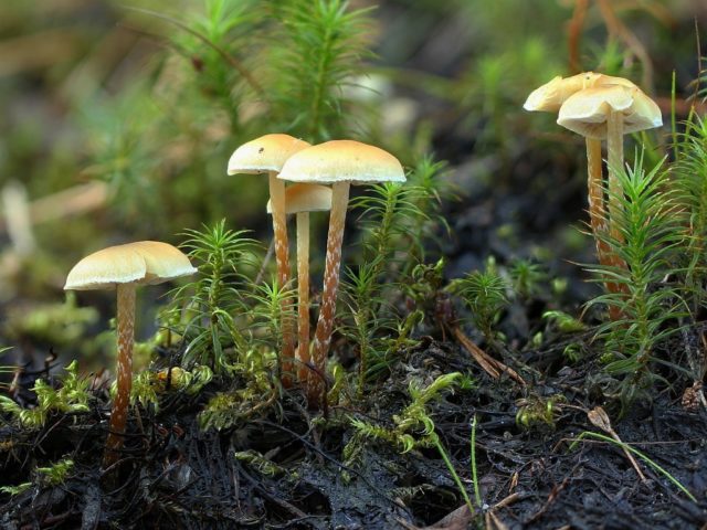 Gyfoloma moss (False foam moss): photo and description