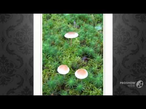 Gyfoloma moss (False foam moss): photo and description