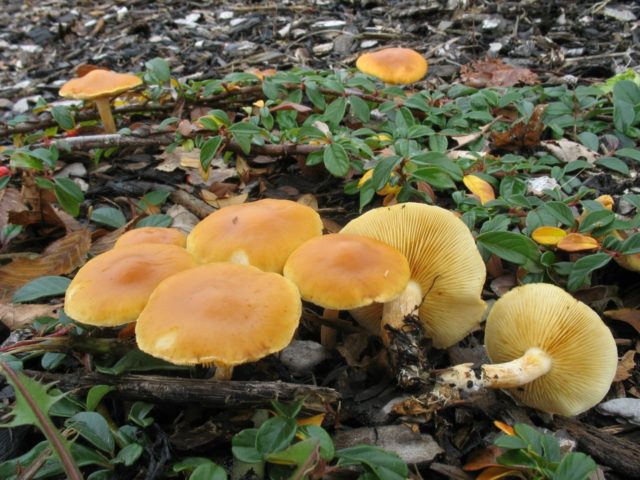 Gymnopil penetrating: description and photo, edibility