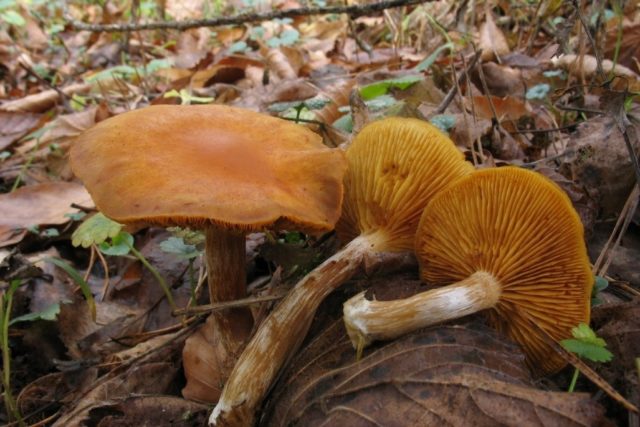 Gymnopil penetrating: description and photo, edibility