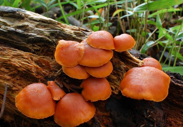 Gymnopil penetrating: description and photo, edibility