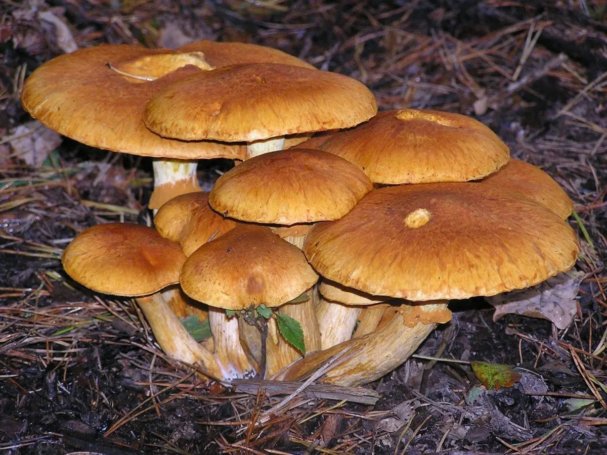 Gymnopilus junonius (Gymnopilus junonius) photo and description