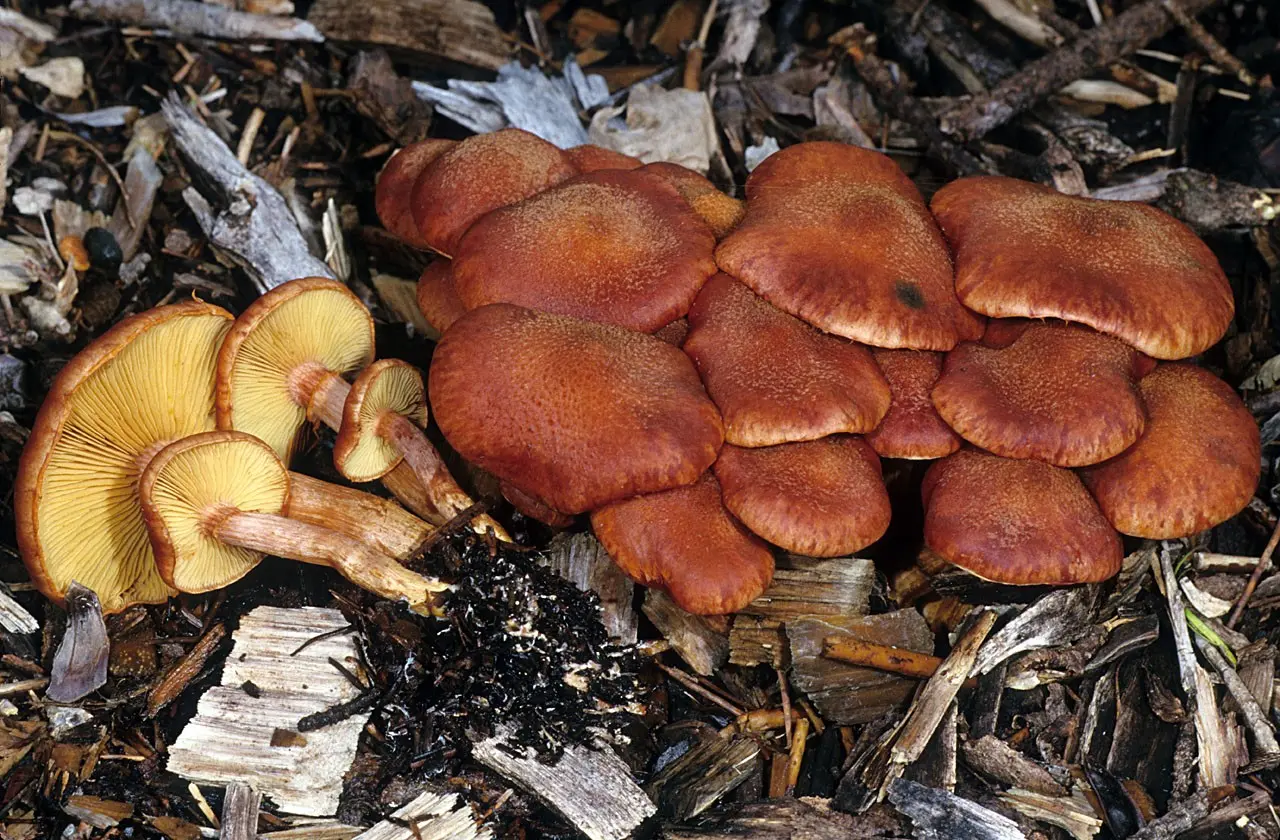 Gymnopilus luteofolius (Gymnopilus luteofolius) photo and description