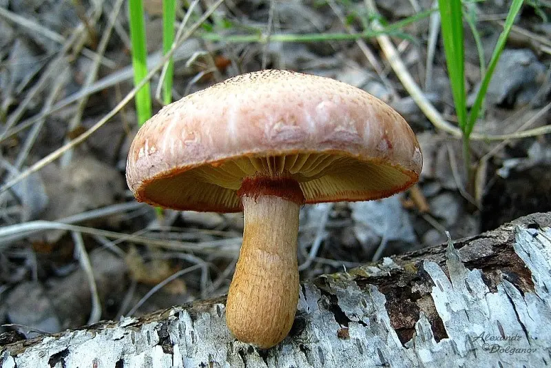 Gymnopilus luteofolius (Gymnopilus luteofolius) photo and description