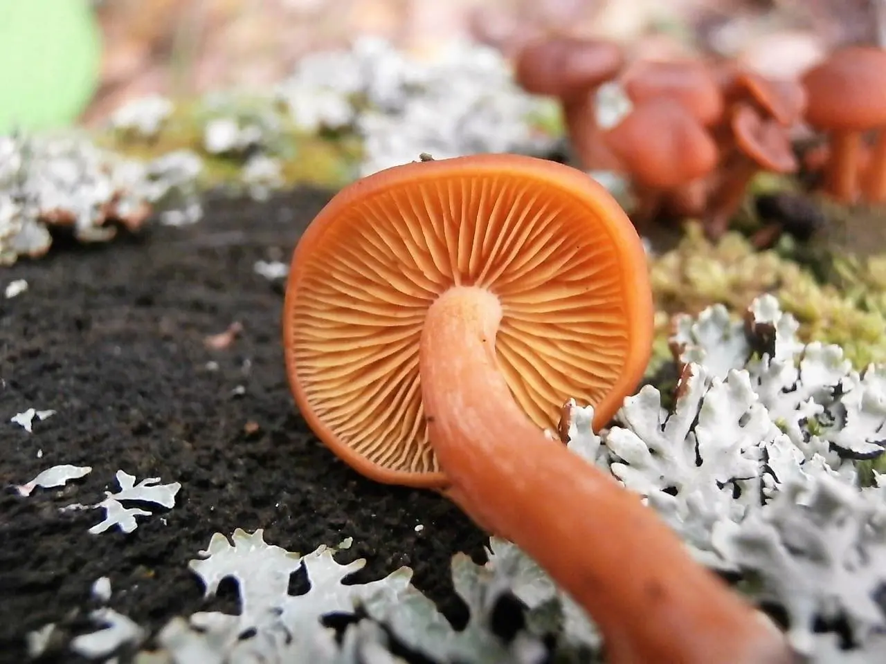 Gymnopilus picreus (Gymnopilus picreus) photo and description