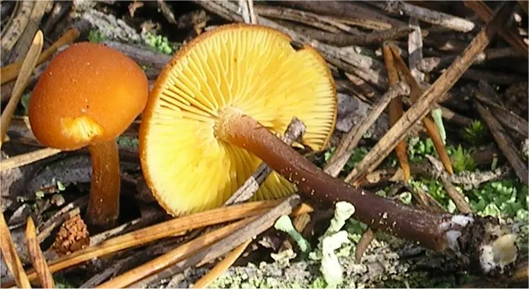 Gymnopilus picreus (Gymnopilus picreus) photo and description