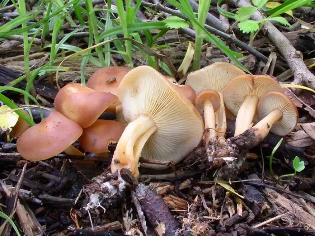 Gymnopus yellow-lamellar (collibia yellow-lamellar): photo and description