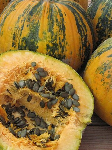 Gymnospermous pumpkin: benefits and harms