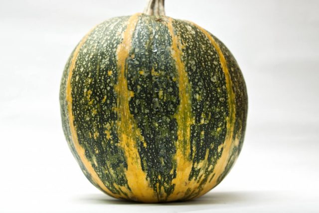 Gymnospermous pumpkin: benefits and harms