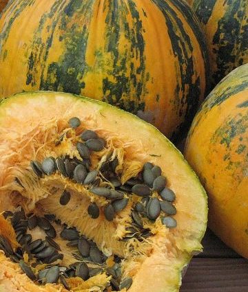 Gymnospermous pumpkin: benefits and harms