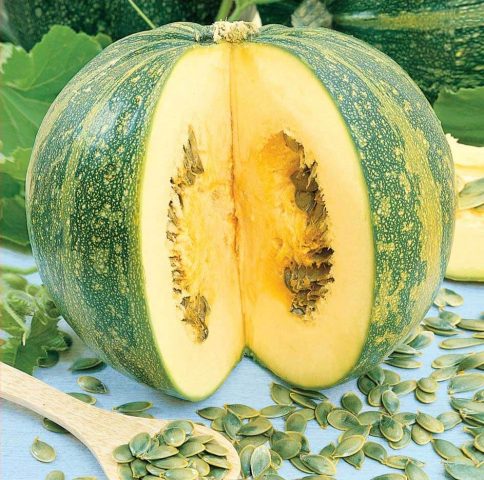 Gymnospermous pumpkin: benefits and harms