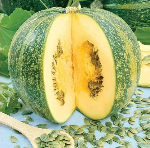 Gymnospermous pumpkin: benefits and harms