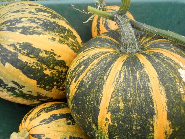 Gymnospermous pumpkin: benefits and harms