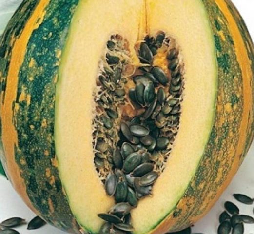 Gymnospermous pumpkin: benefits and harms