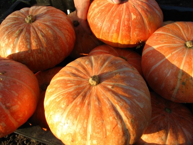 Gymnospermous pumpkin: benefits and harms