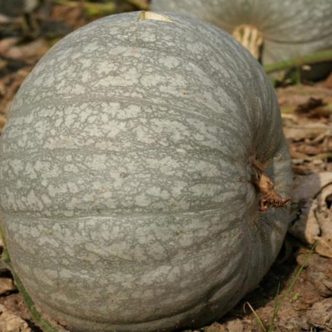 Gymnospermous pumpkin: benefits and harms