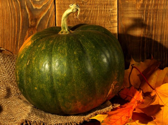 Gymnospermous pumpkin: benefits and harms