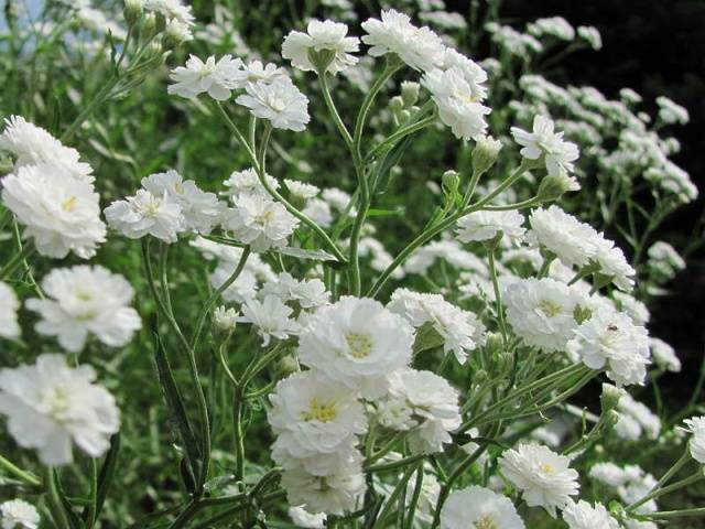 Gypsophila paniculata &#8211; growing from seeds