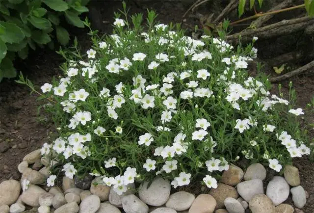 Gypsophila paniculata &#8211; growing from seeds