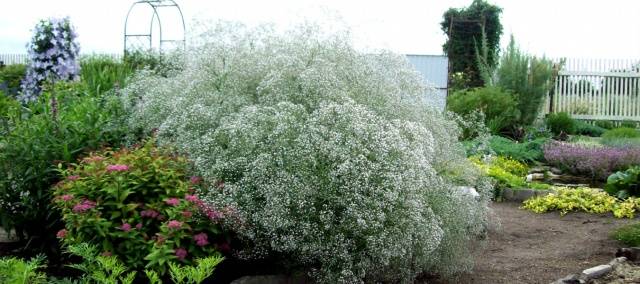 Gypsophila paniculata &#8211; growing from seeds