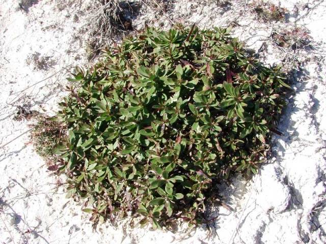 Gypsophila paniculata &#8211; growing from seeds