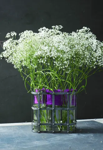 Gypsophila paniculata &#8211; growing from seeds