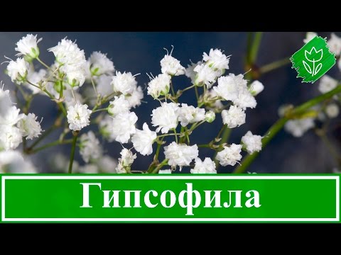 Gypsophila paniculata - growing from seeds