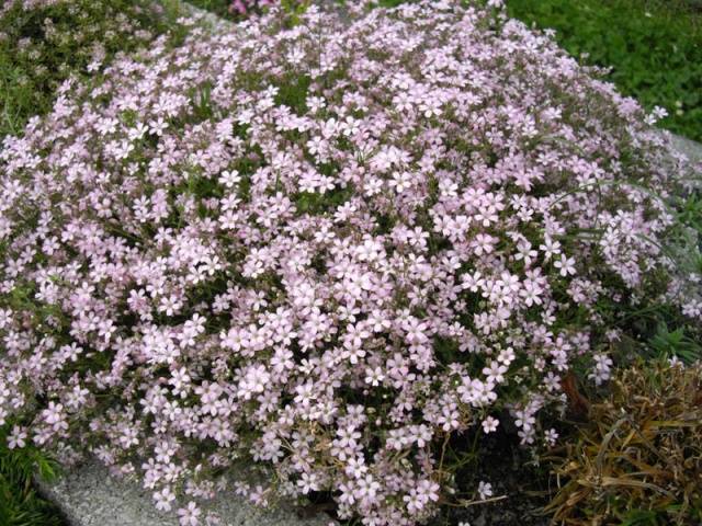 Gypsophila paniculata &#8211; growing from seeds