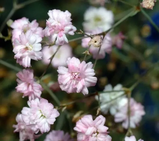 Gypsophila paniculata &#8211; growing from seeds