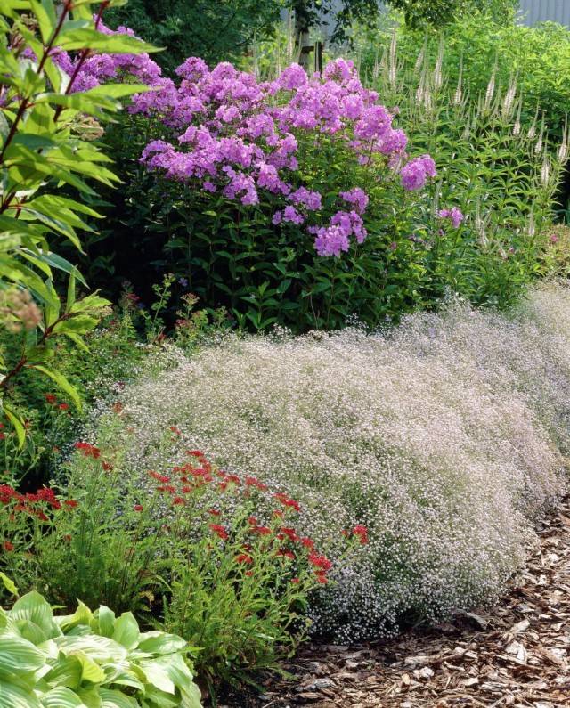 Gypsophila paniculata &#8211; growing from seeds