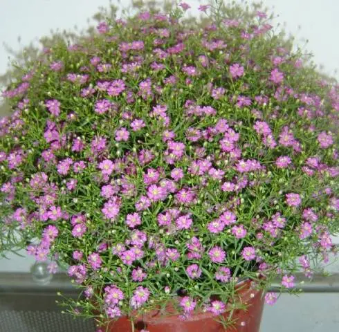 Gypsophila paniculata &#8211; growing from seeds