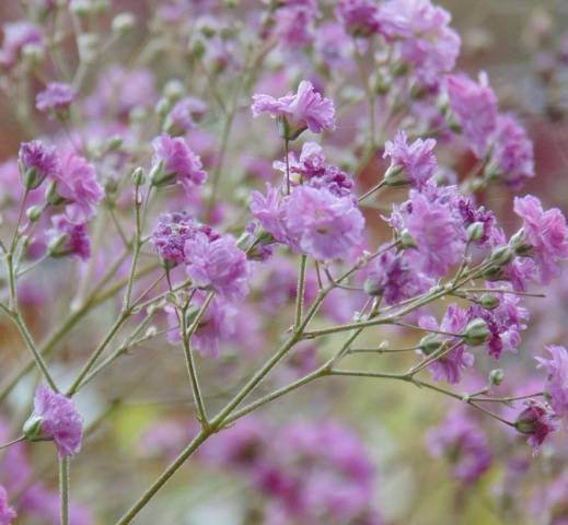 Gypsophila paniculata &#8211; growing from seeds