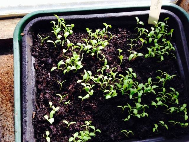 Gypsophila paniculata &#8211; growing from seeds