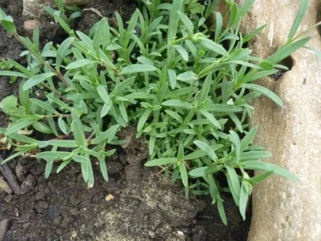 Gypsophila paniculata &#8211; growing from seeds