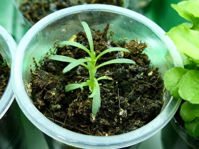 Gypsophila paniculata &#8211; growing from seeds