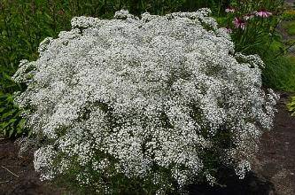 Gypsophila perennial Snowflake: planting and care + photo