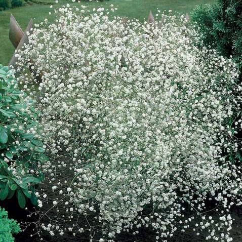 Gypsophila perennial Snowflake: planting and care + photo