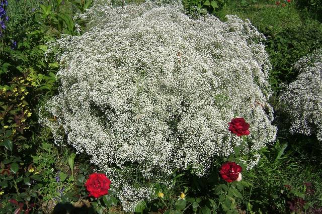 Gypsophila perennial Snowflake: planting and care + photo