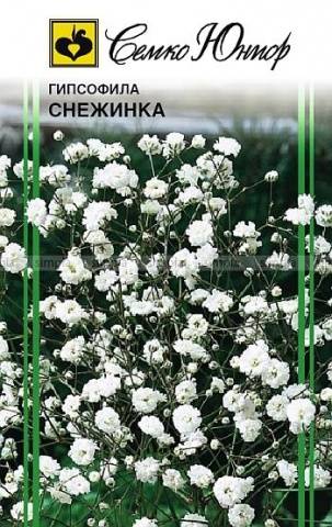 Gypsophila perennial Snowflake: planting and care + photo